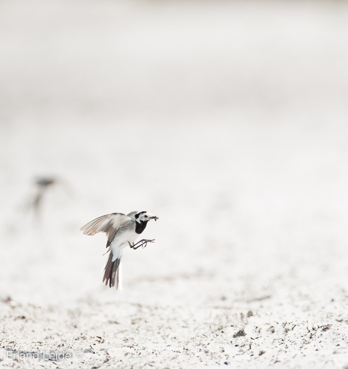 Flugjakt