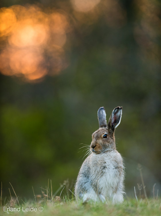 Hare